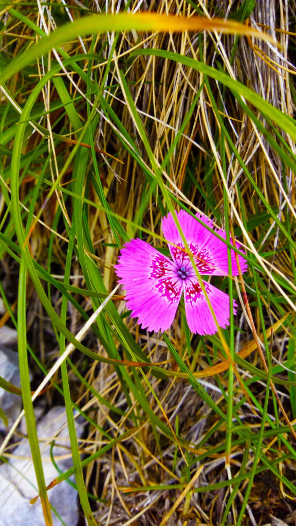 Frumusetile naturii in Piatra Craiului